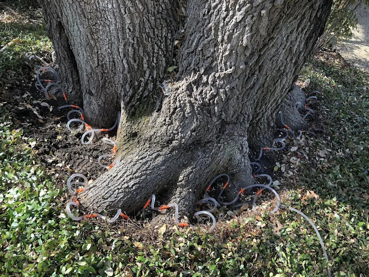 Detailed Tree Cabling and Bracing job site in Huntingdon