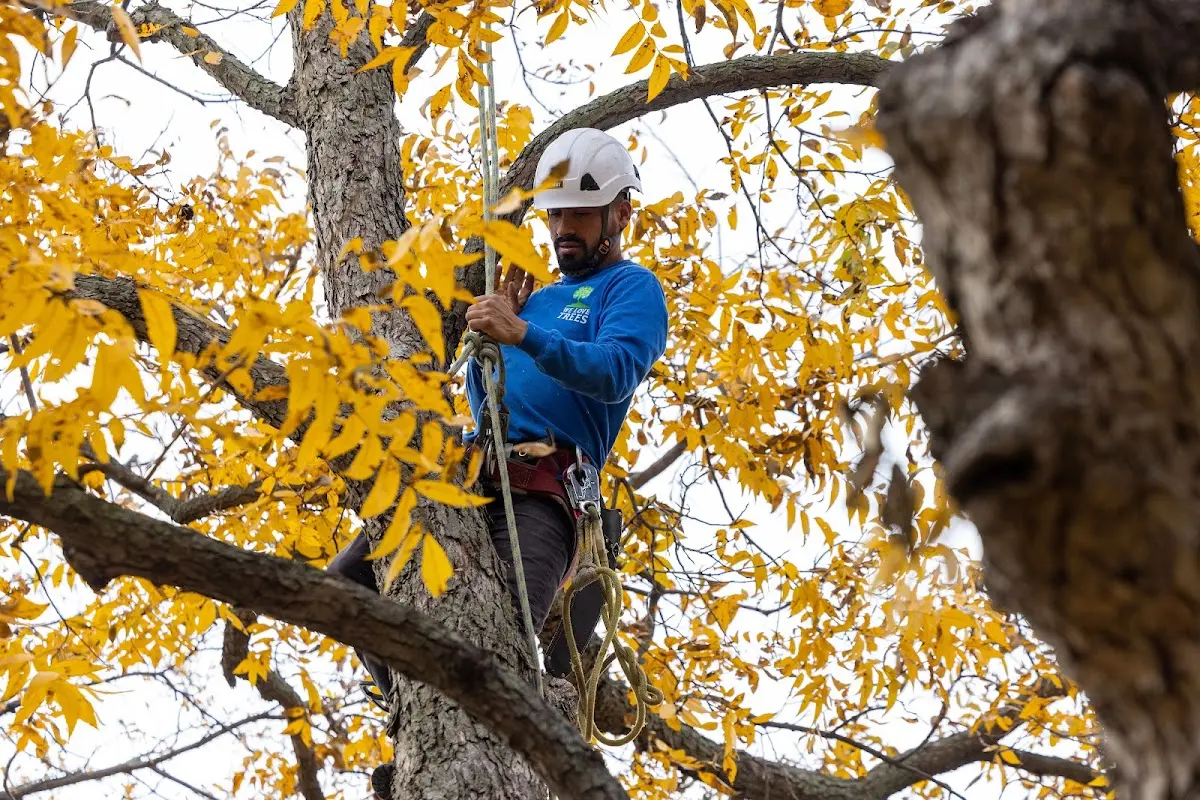 Skilled Tree Pruning crew working in Huntingdon